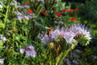 Biene auf lila Phacelia-Blüte