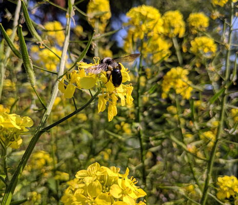 Blaue Holzbiene auf gelber Rapsblüte