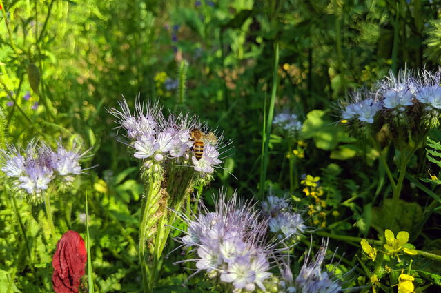 Biene auf Phacelia-Blume